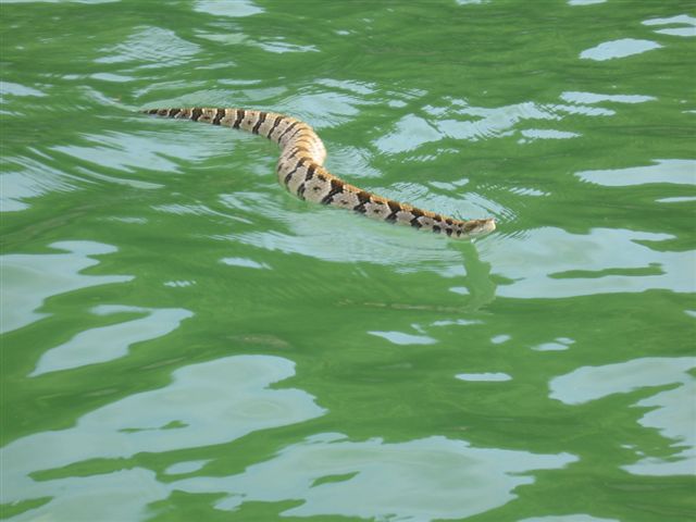 Can rattlesnakes swim?